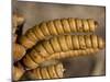 Screwbean Mesquite or Tornillo Corkscrew Pods in Autumn-null-Mounted Photographic Print