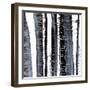 Scribble Birches II-Ethan Harper-Framed Art Print