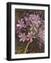 Scripted Agapanthus-Chad Barrett-Framed Art Print