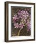 Scripted Agapanthus-Chad Barrett-Framed Art Print