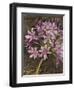 Scripted Agapanthus-Chad Barrett-Framed Art Print