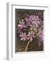 Scripted Agapanthus-Chad Barrett-Framed Art Print