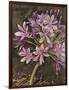 Scripted Agapanthus-Chad Barrett-Framed Art Print