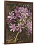 Scripted Agapanthus-Chad Barrett-Framed Art Print