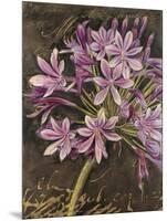 Scripted Agapanthus-Chad Barrett-Mounted Art Print