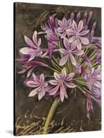 Scripted Agapanthus-Chad Barrett-Stretched Canvas