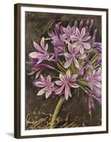 Scripted Agapanthus-Chad Barrett-Framed Art Print