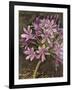 Scripted Agapanthus-Chad Barrett-Framed Art Print