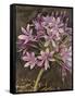Scripted Agapanthus-Chad Barrett-Framed Stretched Canvas