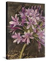 Scripted Agapanthus-Chad Barrett-Stretched Canvas
