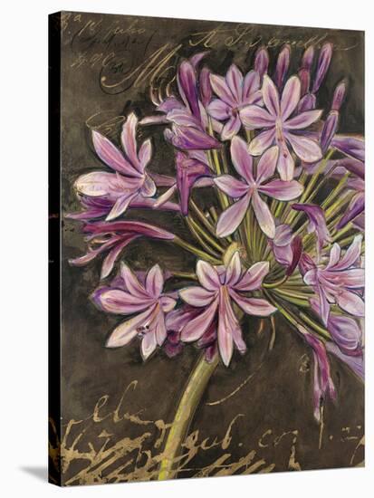 Scripted Agapanthus-Chad Barrett-Stretched Canvas