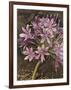 Scripted Agapanthus-Chad Barrett-Framed Art Print