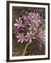 Scripted Agapanthus-Chad Barrett-Framed Art Print