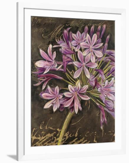 Scripted Agapanthus-Chad Barrett-Framed Art Print