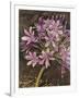 Scripted Agapanthus-Chad Barrett-Framed Art Print