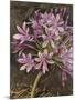 Scripted Agapanthus-Chad Barrett-Mounted Art Print