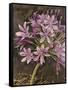 Scripted Agapanthus-Chad Barrett-Framed Stretched Canvas