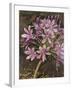 Scripted Agapanthus-Chad Barrett-Framed Art Print