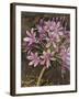 Scripted Agapanthus-Chad Barrett-Framed Art Print