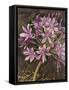 Scripted Agapanthus-Chad Barrett-Framed Stretched Canvas