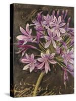 Scripted Agapanthus-Chad Barrett-Stretched Canvas