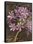 Scripted Agapanthus-Chad Barrett-Framed Stretched Canvas