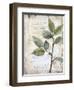 Scripted Botanicals 1-null-Framed Art Print