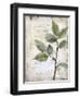 Scripted Botanicals 1-null-Framed Art Print