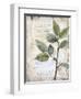 Scripted Botanicals 1-null-Framed Art Print