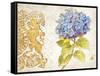 Scripted Hydrangea-Chad Barrett-Framed Stretched Canvas