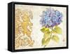 Scripted Hydrangea-Chad Barrett-Framed Stretched Canvas