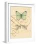 Scripted Papillon-Chad Barrett-Framed Art Print