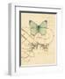 Scripted Papillon-Chad Barrett-Framed Art Print