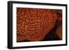 Scroll Coral, Night Fluorescing, Bonaire, Caribbean-Stuart Westmorland-Framed Photographic Print