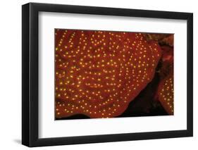 Scroll Coral, Night Fluorescing, Bonaire, Caribbean-Stuart Westmorland-Framed Photographic Print