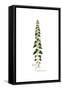 Scrophularia Peregrina, Flora Graeca-Ferdinand Bauer-Framed Stretched Canvas