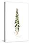 Scrophularia Peregrina, Flora Graeca-Ferdinand Bauer-Stretched Canvas