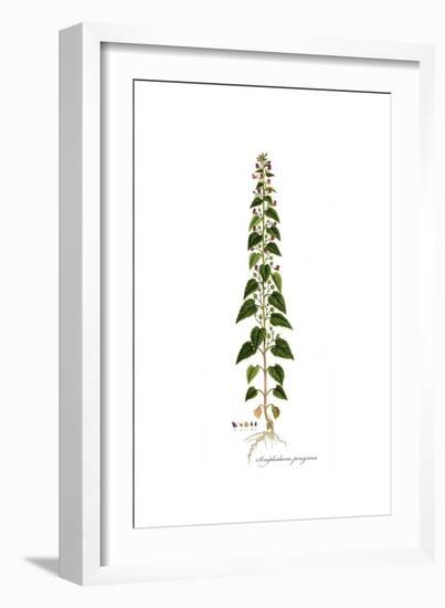 Scrophularia Peregrina, Flora Graeca-Ferdinand Bauer-Framed Giclee Print