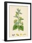 Scrophularia Vernalis Yellow Figwort-null-Framed Giclee Print