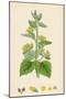 Scrophularia Vernalis Yellow Figwort-null-Mounted Giclee Print