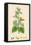 Scrophularia Vernalis Yellow Figwort-null-Framed Stretched Canvas