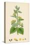 Scrophularia Vernalis Yellow Figwort-null-Stretched Canvas