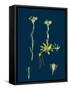 Scrophularia Vernalis; Yellow Figwort-null-Framed Stretched Canvas