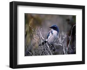 Scrub Jay-Joseph Wolf-Framed Art Print