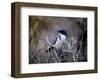 Scrub Jay-Joseph Wolf-Framed Art Print