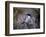 Scrub Jay-Joseph Wolf-Framed Art Print