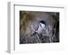 Scrub Jay-Joseph Wolf-Framed Art Print