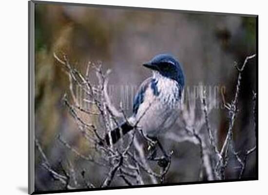 Scrub Jay-Joseph Wolf-Mounted Art Print