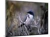 Scrub Jay-Joseph Wolf-Mounted Art Print