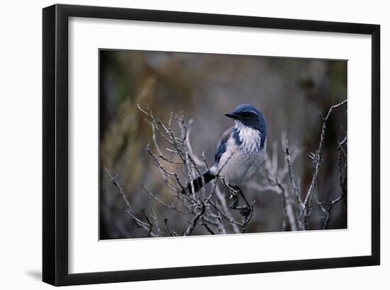 Scrub Jay-Joseph Wolf-Framed Giclee Print